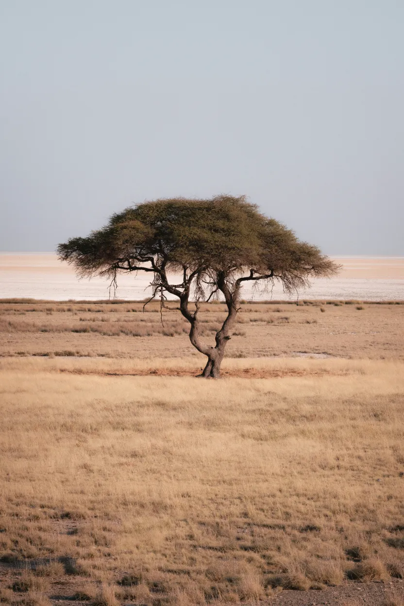 AFRICA