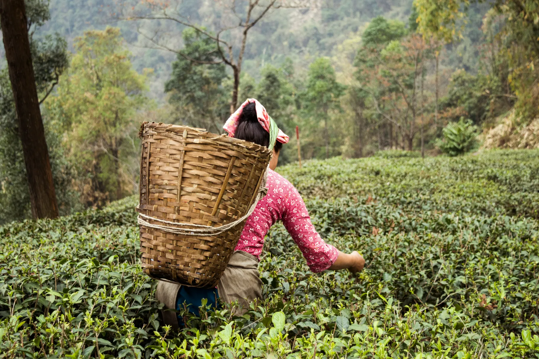Darjeeling Gallery Image 2